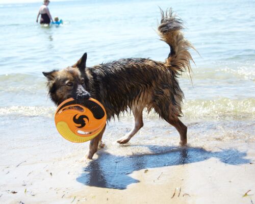 Hund hat Frisbee am Strand gefangen