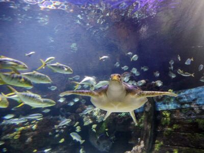 Fische und Schildkröte im Aquarium SEA LIFE Timmendorfer Strand