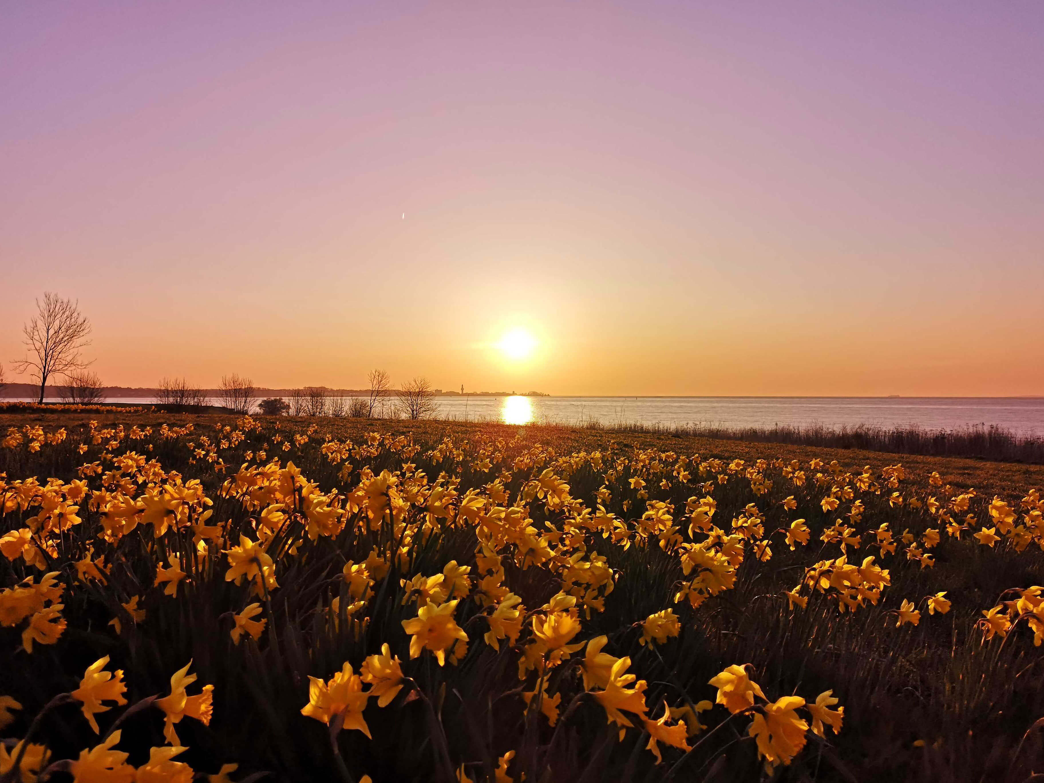 Ein idyllischer Sonnenaufgang über einem Meer mit einem Feld von blühenden gelben Narzissen im Vordergrund. Die tiefstehende Sonne taucht den Himmel in warme Orange- und Rosatöne und spiegelt sich glitzernd auf der Wasseroberfläche. Am Horizont sind Umris