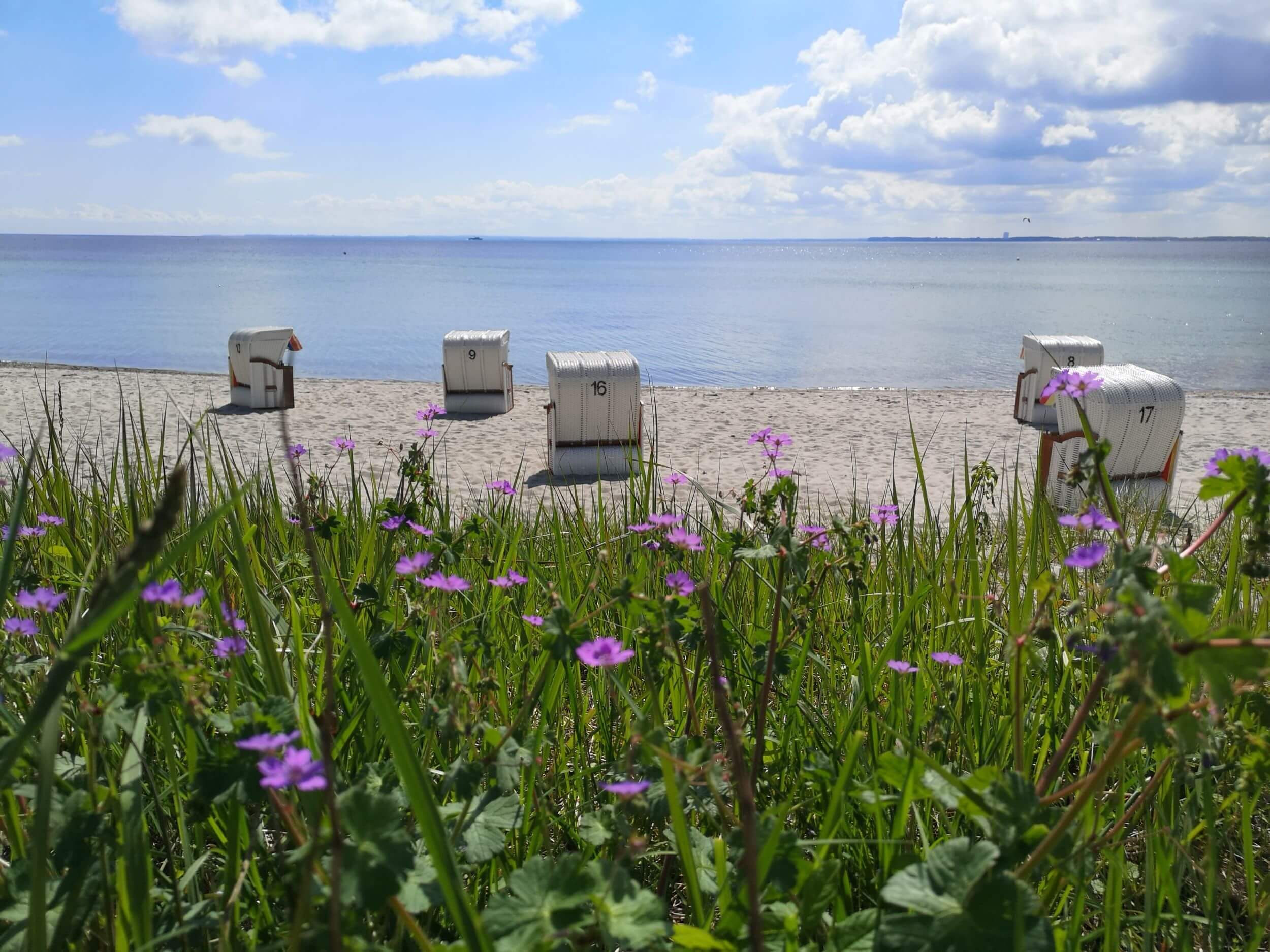 Ein Blick auf einen ruhigen Strand durch eine Wiese mit wilden, lila Blumen. Ein paar weiße Strandkörbe stehen am Sandstrand, ausgerichtet zum ruhigen, blauen Meer. Über dem Horizont sieht man leichte Frühlingswolken und der Blick schweift über die Lübeck