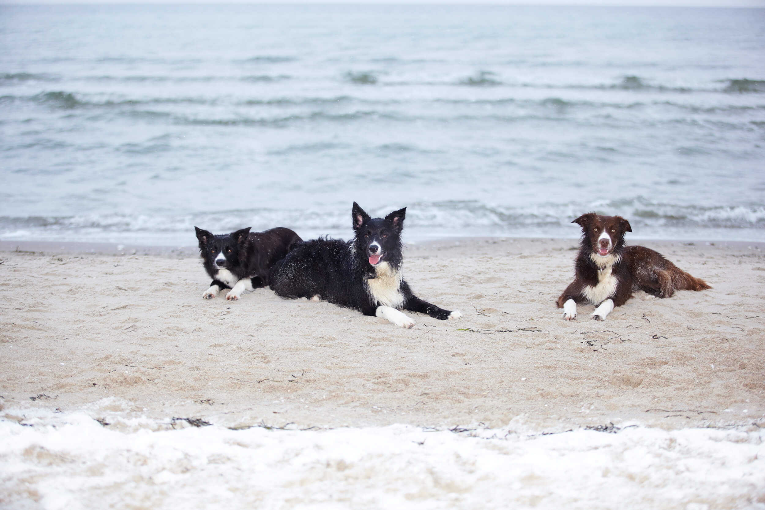 Drei schwarze Hunde sitzen im Strandsand