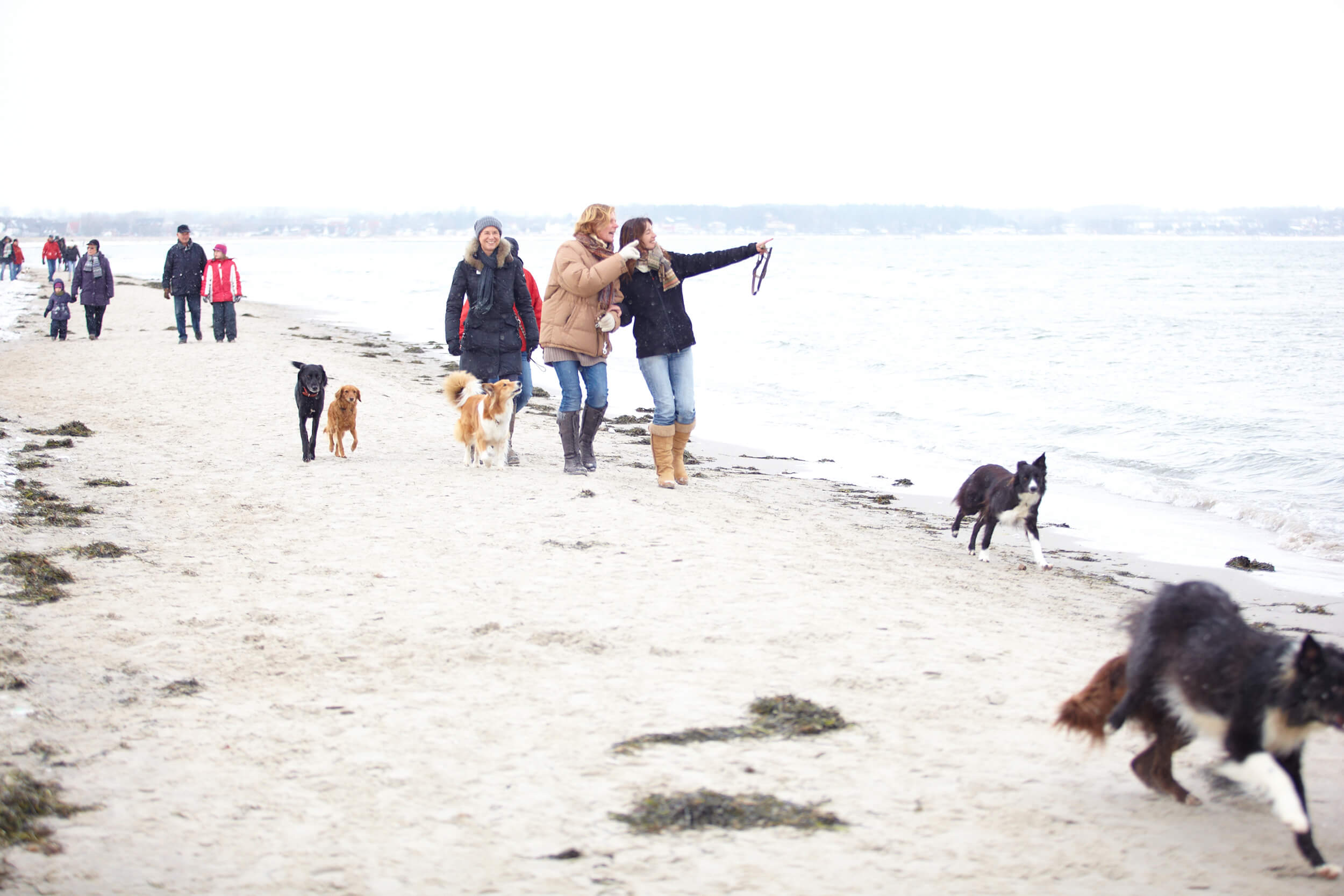 Hunde und Menschen gehen am Winterstrand spazieren